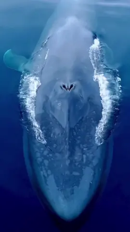 Did you know: A blowhole is essentially the nostril of the whale 🐳  Similar to a human, the whale’s blowhole is connected to their lungs, however unlike humans, the whales esophagus is separate. Therefore a whale could never choke on food the way a human might! 🌊 #themoreyouknow #OceanMyWay #ScubaDotCom 🎥 @dolphindronedom