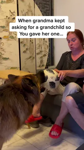 Happy grandma 🐺🥰 #germanshepherd #famousdog #famousgrandma #dog #funny #funnydog