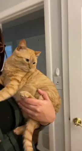 Everyday conversations with the baby 💕#SplashSummerVibe #stitch #duet #greenscreenvideo #ShowUrGrillSkillz #foryou #kittens #dawgs #cute #longisland #catsoftiktok2022 #kittenseason #chonkycat #kittensoftiktok #orangetabby #catsoftiktok #cat #baby #foryoupage❤️❤️ #orangecat #chonk