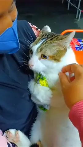 Don't take my Food Pwisssss🥺🥺🥺🥺#fypシ #foryoupage #fypdongggggggg #cat #cute #catsoftiktok #krypteix99