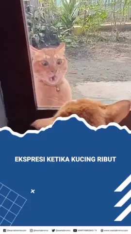 harus rukun yen #tiktokberita #fypシ #beranda