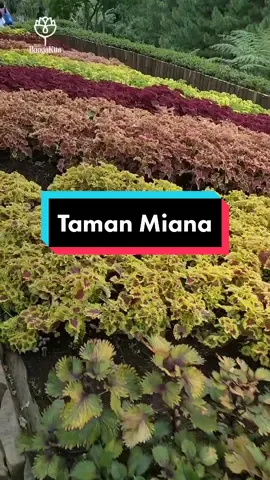 Bunga miana cantik banget kalau ditanam per jenis dalam satu garitan dan ditanam banyak seperti ini 😍😍Setuju ga??? #miana #coleus #fyp
