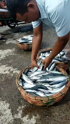 ikan dencis hasil nelayan banda aceh
