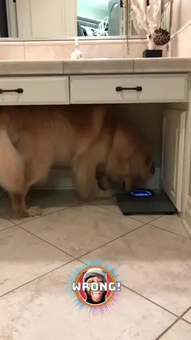 The Lies You Tell Scale! 😂 #goldenretriever #fyp #rxckstxr #makethisviral #PetsOfTikTok #funnypets #dogsoftiktok #viralvideo 🎥Credit by @Scout 🌈 & Archie