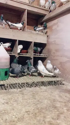 Ek shouq Kabootar bazi da#kabootarlover #pigeon #foryou #mudassarraja11