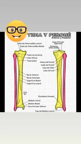 💊Anatomía Tibia y Peroné 💊