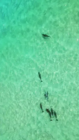 Dolphins bully shark off 🦈🐬#destinflorida #fypシ #djimavic