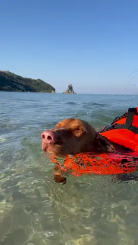 Breathing like this helps him get to the shore faster #dog #dachshund #swimming #breathing