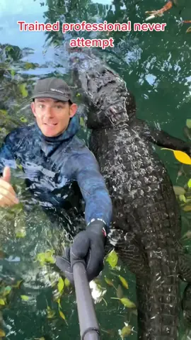 Trained professional never attempt.Talking about Casper’s size!! He’s certainly a respectable sized gator, but they get much bigger!! And even the biggest crocodilians nowadays are just little guys compared to the prehistoric species like sarchosuchus!! You can come swim with me and Casper! I have tour openings this Friday and Saturday!. The tour appeals to both adventurers and animal lovers, and I offer to shoot my own photo package for them as well. If you want to come join you can book online now, go to www.crocodilechris.comLet me know if you want to go!! Share the  water with alligators in a safe and controlled environment! This is done safely at the Everglades Outpost Wildlife Rescue in Homestead, Fl. It is for people of any skill level, you don’t have to be scuba certified, just have an interest in wildlife! This is a no contact experience! Observation and photos only at @evergladesoutpost Remember all the gators you see me working with are rescue nuisance gators, caught from the wild as big as you see them now! None are raised in captivity, I didn’t know them from babies, they’re wild animals I work on training. Nuisance gators are ones that show up in a backyard or other unwanted place and are typically shot and killed, the state kills 7k-8k each year. We volunteer our time to catch & rescue them and bring them to sanctuaries, unpaid. Wetsuit by @cressi1946  #glades #southflorida #Miami #glades #reptile #reptilesofinstagram #underwaterphotography #gatortour #underwatergatortour #thingstodoinmiami #subaruambassador