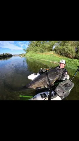 #fishing #pesca #wedkarstwo #rivergishing #spinfishing #predatorfish #monsterfish #catfish #siluro #sum #sports #deporte