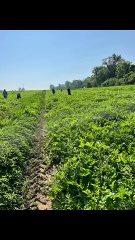 Crowning 👑 Fields! 🍉🍉🍉 #watermelonbus #season2022 #agriculture #melonlife #watermelonsugar #harvesting #sandieros #trabajando #indiana