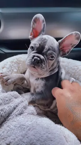 Meet baby Dior 🥹🤎 #frenchbulldog #frenchie #frenchiesoftiktok #frenchies #frenchiepuppy