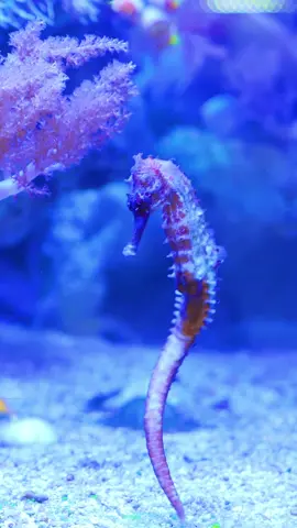 Amazing Beautiful Seahorse in Aquarium 4K ULTRA HD #seahorse #seahorses #aquarium #4k #4kultrahd #underwaterwonders #beautiful #pretty #sealife #8k