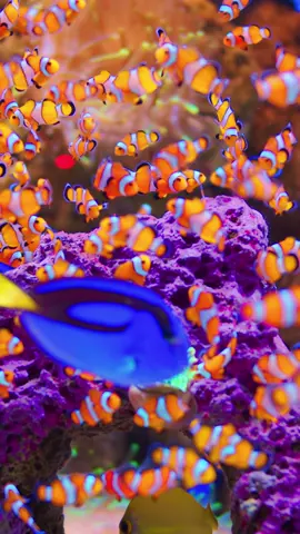Group of Amazing Beautiful Clownfish in an Aquarium 4K ULTRA HD #coral #clownfish #clownfishes #fishes #4k #beautiful #8k #aquarium#amazing #coralreef