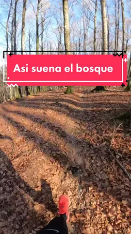 El sonido de tus pasos al correr por el bosque ❤️ #asmr #natureasmr #runningasmr #trail #trailrunning