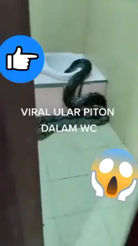 ular piton masuk ke wc#viral #viralvideo #tiktok #viraltiktok #video #ular #piton #ularpiton #ularraksasa #toilet #toiletpaper #hatihati #serem #hewan #bahaya