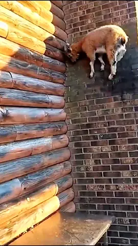 #animals #wildanimals #fyp #foryou