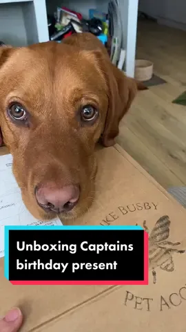 #stitch with @livlikebusby Thank you much Ciara! The collar and lead are stunning and Captain was after the treats before I opened the box 😅 #labrador #foxredlabrador #dog #dogtok #livlikebusby #unboxing