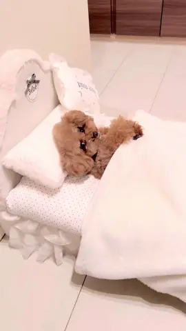 寝てると思ったら、、part.14 #dog #foryou #tiktok夏祭り #動物コレクション