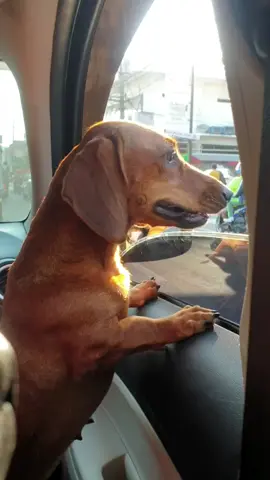#aso #dogsoftiktok #dog #doglover #pet