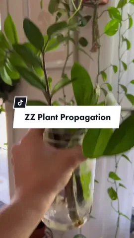 Did you know about the Aloe Vera?          #plants #plantsoftiktok #plantmom #plant  #plantcollection #plantmom #plantlife #plantlover #plantlove #plantsmakepeoplehappy #plantcommunity #plantas #plantlady #plantgang #plantaddict #planttiktok #PlantTok