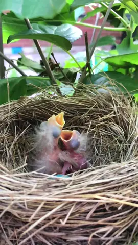 Not the sound i was expecting. 🤔 #babybirds #screaming #funnyvideo #haha