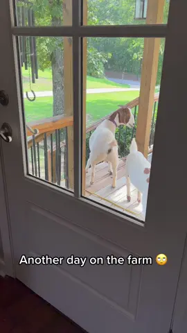 Why is my life like this? #farmlife #farmer #comedy #fyp