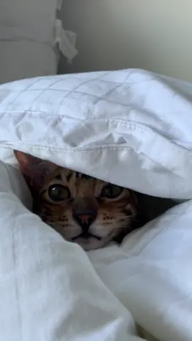 Probably the cutest thing you’ll ever see idc #cincythebengal #kitten #bengalcat #cattok #cincinatibengals #purr #fyp