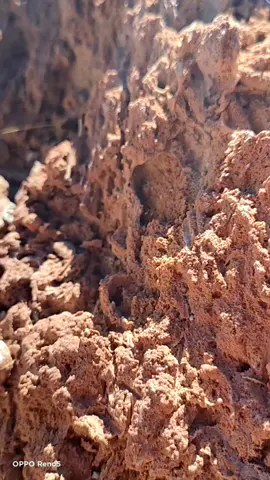 #بني_بحدل #بني_سنوس #دشرة_نبر_الكاف❤💙💙 #تزيين #محتوى_هادف #تلمسان_13 #يناير #قبائل                                                   سد بنى بحدل تلمسان ❤️💯