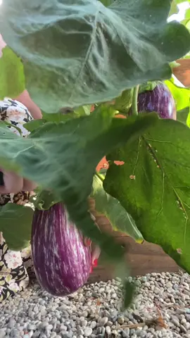 Garden to table - lived making eggplants this way! They tasted like mushrooms?? #gardentok #garden #gardentok #gardentoplate