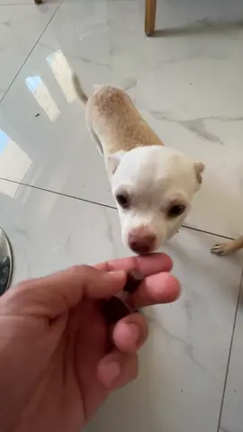 They loves candys😩❤️(כל הגאנג אצלי🫡) #fyp #mreviatar #niki #nikiozeri #dog #angrydog #chihuahua