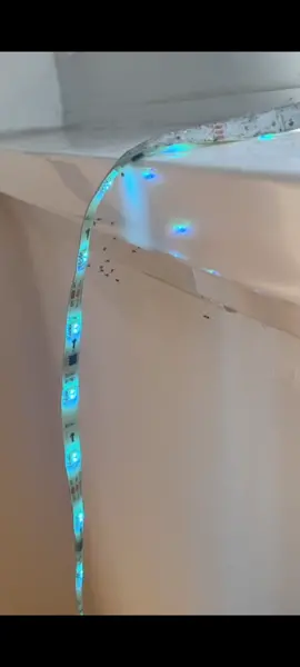 Help me rn how do i get rid of them 🥲 #fyp #ledlightstrip #ledlightbugs #spiders