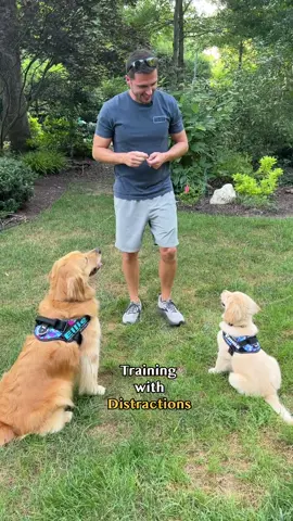 Emma is 12 weeks old and loves training with Ellie #goldenretrieverlife #jk9harness #DogTraining #puppy