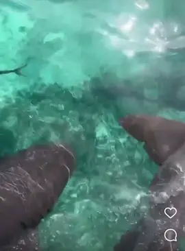 We swam with the sharks in Belize