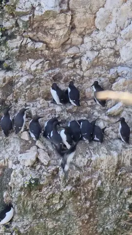 Guillemots at RSPB Bempton Cliffs Nature Reserve. These seabirds only come to shore to breed, spending the rest of the year out at sea 🪶🌿 #NatureReserve #Guillemot #Wildlife #Nature #CommonGuillemot #CommonMurre #Seabird