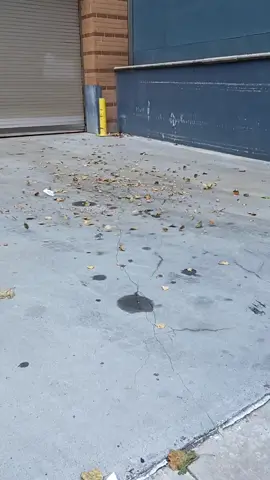 Leaves moving with the wind in a circle - clockwise.