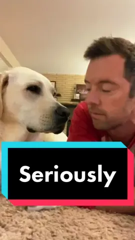 Seriously. To be a dog. #teachersoftiktok #teachersontiktok #doglife #teachers #middleschool #dogsoftiktok #stressedout #students #dogsoftiktok