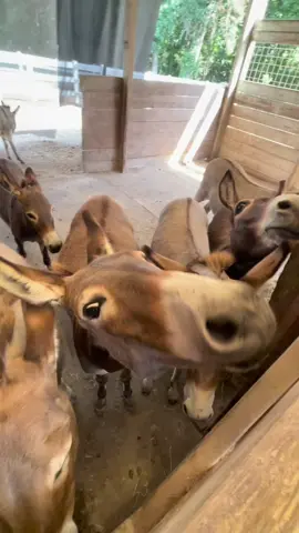 #donkeys #donkeysoftiktok #donkeyoftiktok #farmlife #donkeytok #minidonkey #minidonkeysoftiktok #minidonkeylife