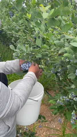 #piscandoblueberry#oregon