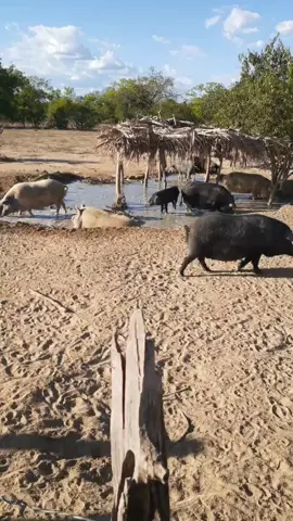 #rells #humor #comedia #danca #dancarina #nordeste #roça #fazenda #coronavirus #vergonha #famosos #covid19 #emcasa #homem #mulher #mulheresempoderadas #brasil  #idosossaudaveis #instagram #tiktok