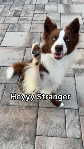 Heyyy Stranger 😅 #tiktokdogs #dogs #dogcomedy #funnydogs