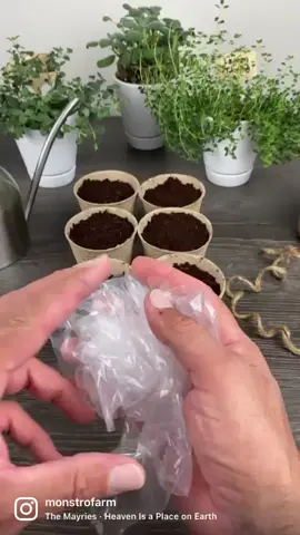 ♻️ Recycle and reuse all our supplies.  You can do this by sanitizing these items with vinegar or hydrogen peroxide. #monstrofarm #flower #flowers #foliage #gardening #foliage #happy #happyplants #happiness #herb #houseplant #houseplants #houseplantsofinstagram #iloveplants  #instagarden #loveplants #nature #plant #plants #plantaddict #plantcare #plantlover #plantcaretips #plantlife #plantsmakepeoplehappy #planttips #plantsofinstagram #plantstagram #propagation #organic #seeds