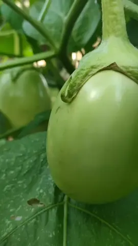 Panen lagi kita gaes. #fypシ #panenterong #blackbeautyeggplant #terongpondoh #terungbulat