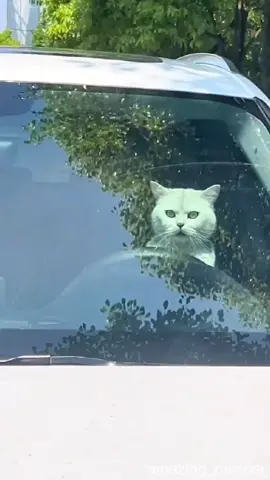 Cute Moment  😍#pet #cat #catsoftiktok #pet #cute #fyp #funny