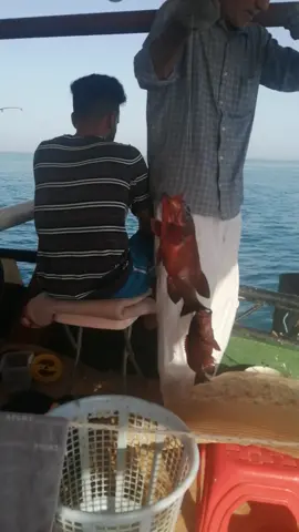 نوع من انواع ألهامور أسمه سمان وأحله صيد #صيد_سمك #العراق #حداكه_بحر #ألبصرة #ضلعه #عريضي #دهني#ربيبي #هامور #سمان #نهاش #دويلمي #لأمارات #الكويت#مصر #ألقطيف#ألدمام #خورفكان_الشارقة #دبي #ألسعوديه #ألبحرين #قطر #شعريه #شعم #هامور # سمان #برطام