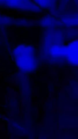 Qamar Baa Kudhaanto🙌☝🔥#joseph_boy2 #temejoseph