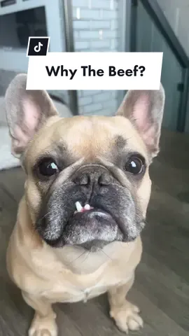 Story Time… #beefing #dogsoftiktok #frenchiesoftiktok #grandma #family #jasonbankscomedy #storytime cred: @jasonbankscomedy @somefrenchienamedapollo @somefrenchienamedapollo