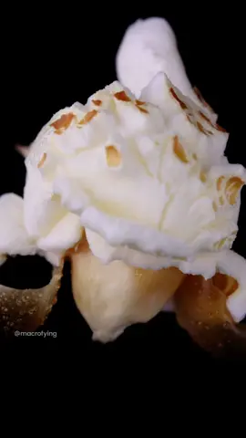 #macro #microscope #zoom #foryoupage #macrofying #food #popcorn #sweet