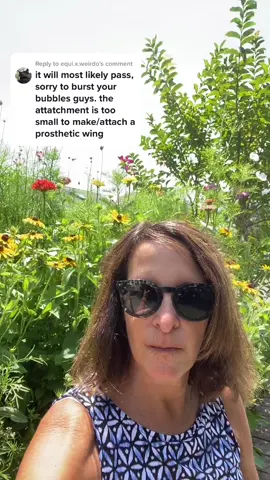 Replying to @equi.x.weirdo  the #easternblackswallowtail #butterfly with only its right side wings did not make it thru the night unfortunately 💔