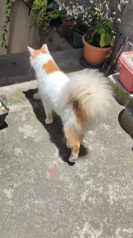 #gatoslindos #fyp #vanturco #catsoftiktok #gatostiktok